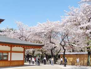 Du lịch Nhật Bản tháng 3 đừng quên ghé 3 ngôi đền linh thiêng này